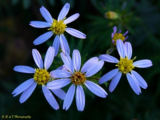 {Ionactis linariifolia}